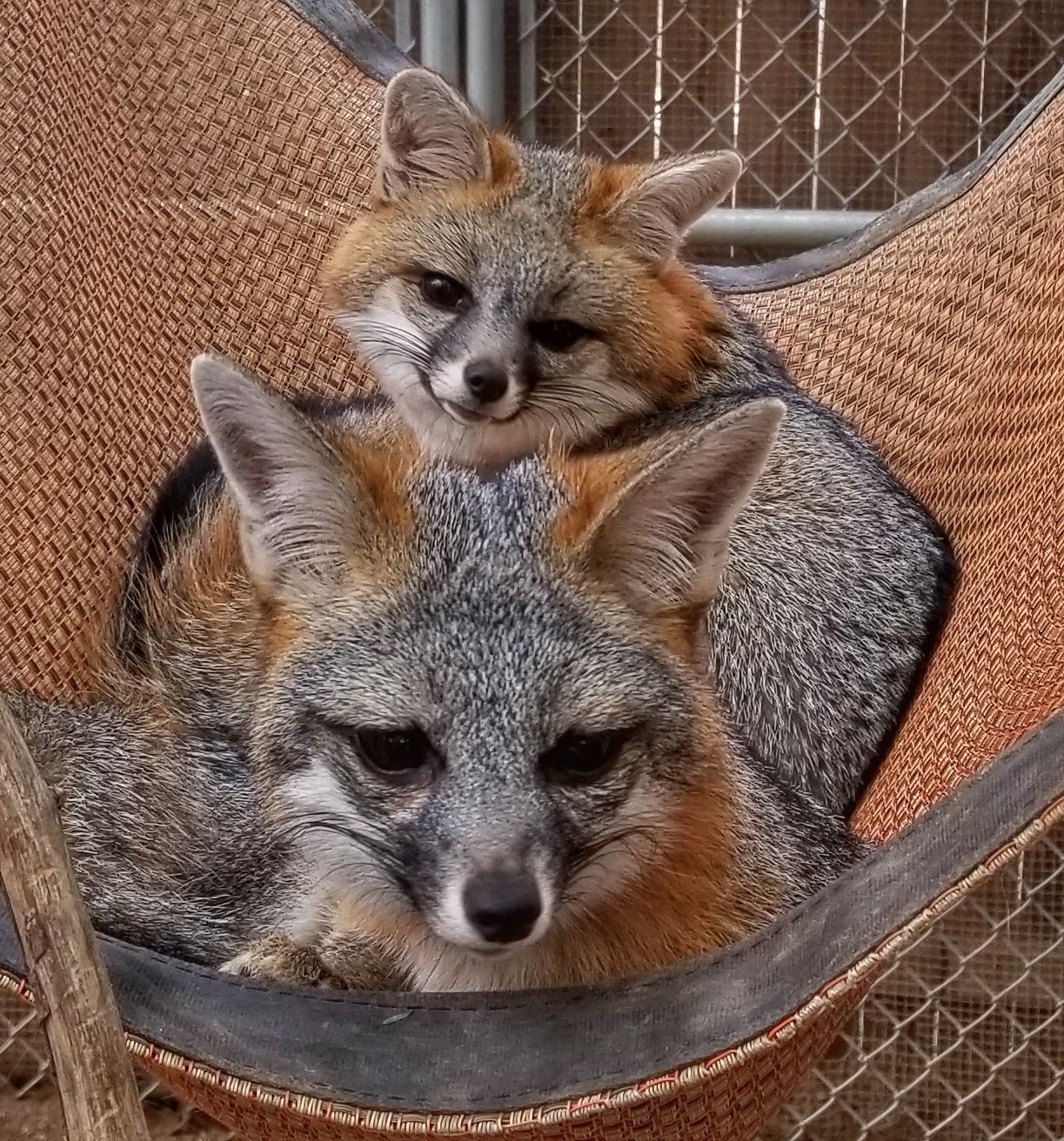 gray foxes in the sanctuary